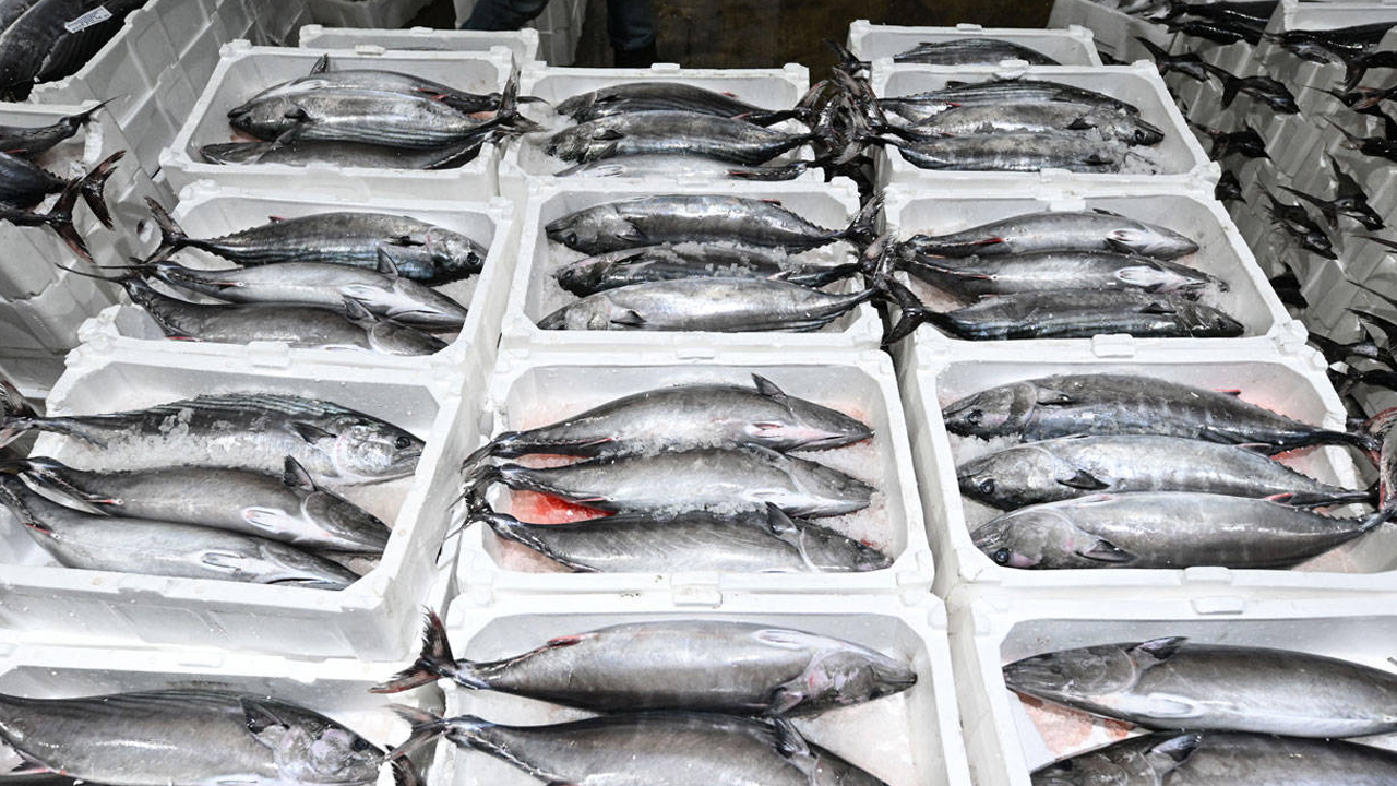 142412142 T O R İ K41421241