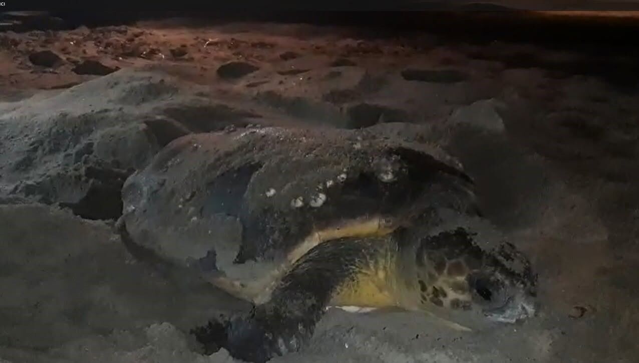 Caretta