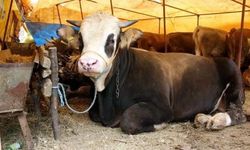 2026 yılı kurbanlık fiyatları ne kadar? İşte güncel liste...