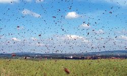Çıldır Gölü'nde kabus: Adeta istila ettiler!