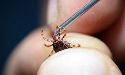 İstanbul Valiliği genelge yayımladı! Kene uyarısı...