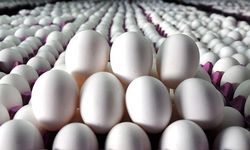 Salmonella alarmı büyüyor: 306 kişi hastalandı, yumurtalar toplatılıyor