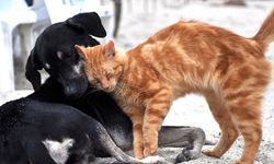 İstanbul Valiliği'nden sokak hayvanları için flaş talimat!