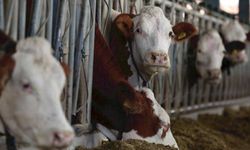 5 yıldır hiç vaka yoktu! Bolu'da 'deli dana' teşhisi