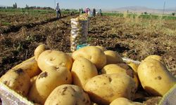 Tarlada 5 liradan alınan patates markette 6 kat fazlasına satılıyor!