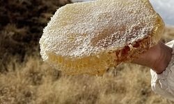 Bir kilo bal 11 bin 118 Euro: Guinness Rekorlar Kitabı'na girdi