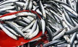 Hava soğudu, hamsi Gürcistan'a kaçtı