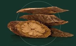 Saç dökülmesine o bitki umut oldu!