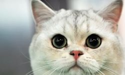 Üzerine kedi düştü: Tazminat kazandı