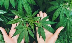 21 ilde kenevir üretimine izin verildi! İşte o iller...