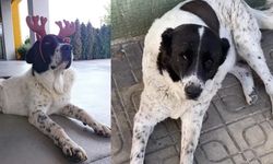 Mahallenin 15 yıllık köpeğini metroda öldürdüler!