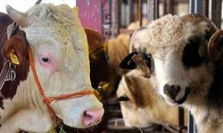 Vekalet yoluyla kurban kesim bedelleri belli oldu