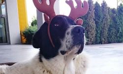 Ankara'da hayvanseverlerden 'Matmazel' için protesto