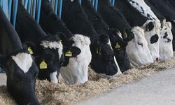 Çiftçinin emeği karşılıksız kaldı: Süt inekleri kesime veriliyor