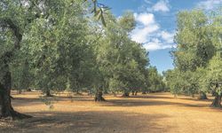 Limak, Hatay’da en az 4 bin 237 ağacı katledecek!