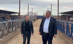 CHP'den Et ve Süt Kurumu’na çağrı: İthalat yerine yerli hayvancılığı destekleyin