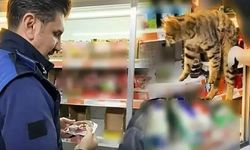 Zincir market skandalı: Çok sayıda tarihi geçmiş ürün bulundu! Buzdolabından kedi çıktı