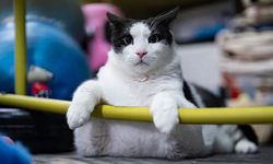 Tartıda 12 kiloyu gördü: Kedi Boncuk, diyet ve pilatesle zayıflıyor