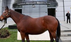 TMSF at satışı için ihaleye çıktı