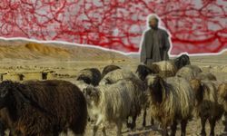 Afgan çoban çalıştıran köylü, göçmen kaçakçılığından tutuklandı