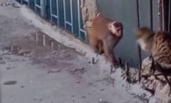 Kadıköy'de firari maymun 'gözaltı'na alındı! Kedi ile bakışması dikkat çekti