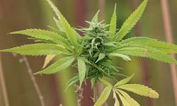 Kenevir düzenlemesi geliyor