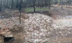 Büyük skandal: Yüzlerce ölü tavuk ormana atıldı!
