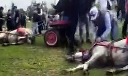 Adana'da vahşet! Bir atı bayıltana kadar dövdüler
