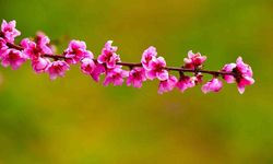 Türkiye'ye bahar geliyor! Tarih verildi...