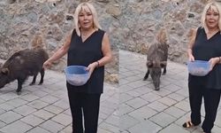 Şarkıcı Safiye Soyman bahçesinde yaban domuzu besledi