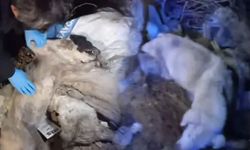 Korkunç! Çöplükte 40'a yakın ölü sokak köpeği bulundu