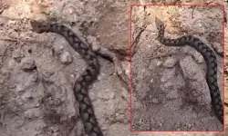 Türkiye’nin en zehirli endemik türlerinden biri Bolu'da!
