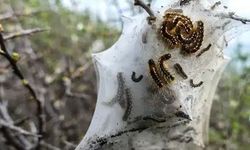İstanbul'da alarm! Asla dokunmayın, canlıları tehdit ediyor