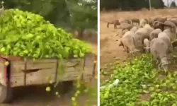 Bakanlıktan 'biber' videolarına ilişkin açıklama