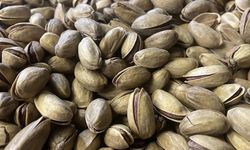 Fıstıkta rekor fiyat artışı!