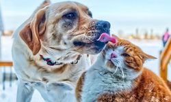 Evcil hayvanları evde yalnız kalanlar dikkat! Kedi ve köpekler için özel kanal