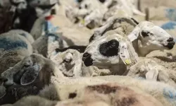 Kurban Bayramı’nda bu kez cezalar çok ağır: İşte listesi