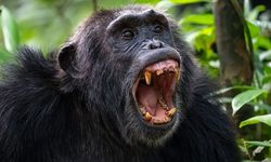 Şempanzelerde iç savaş: Yavrular bile hedef oldu! Bölünmenin arkasında ne olabilir?