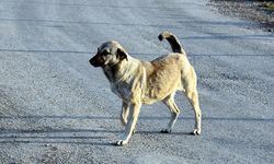 Valilikten belediyelere kritik talimat: Sokak köpekleri toplanacak