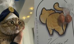 Kedi için ilginç kutlama: Sünnet konsepti