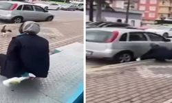 Kedinin yüzüne yağ çözücü sprey sıkan kişi serbest bırakıldı!