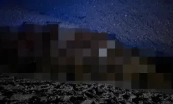 Iğdır’da arı saldırısı: 400 koyun telef oldu
