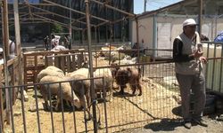 Kurban satışları beklentinin altında kaldı