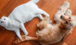CHP’nin kedisi Zafer ve köpeği Mayıs biber gazından etkilendi