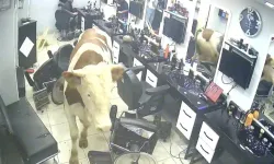 Kaçan boğa kuaför salonuna daldı!