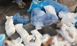 İzmir’de 33 kedinin ölü bulunmasında yeni gelişme!