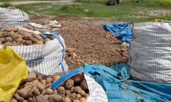 Niğde'de patates depoda çürüyor
