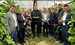 CHP Antalya Milletvekili Aykut Kaya’dan patlıcan üreticileri için uyarı