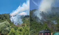 Bursa'da orman yangını