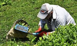 Çay üreticilerinden ÇAYKUR'a kota tepkisi